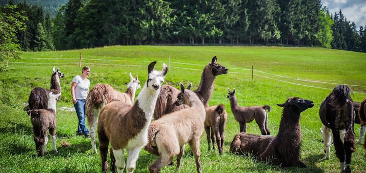 Lama Trekking am Wilden Kaiser