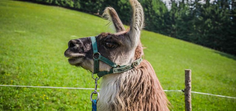Wandern mit Lama's