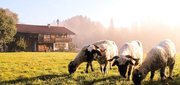 Bauernhof