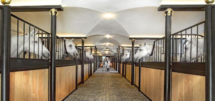 Guided tour of the Lipizzaner stud farm Tuesday