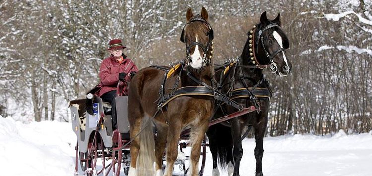 Winter horse-drawn carriage ride