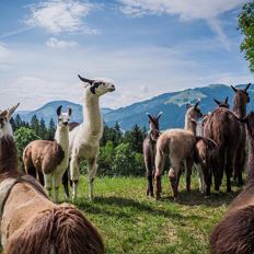 A day at the Llama farm