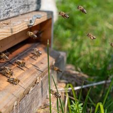 Feier 125 Jahre Bienenzuchtverein