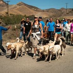 Pack Walk - walking with your dog