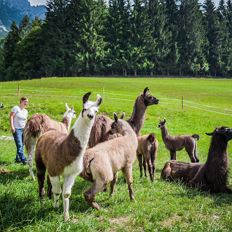 Lama Trekking am Wilden Kaiser