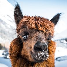 Llama trekking at the foot of Wilder Kaiser mountains