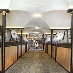 Guided tour of the Lipizzaner stud farm