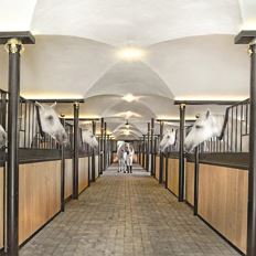 Lipizzaner stud farm tour at the Stanglwirt Saturday