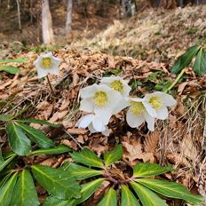 Winter Hike in Scheffau 'Snow Roses'