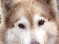 Huskytag Dienstag
