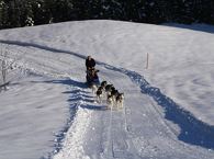 Huskytag Dienstag