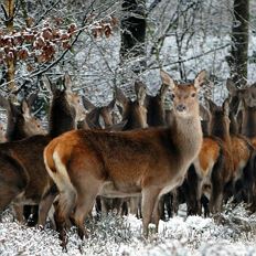 MÄRZplus Ausflug ins Jagdrevier mit Wildtierfütterung