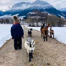Winter hiking with goats