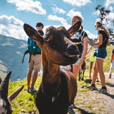 Meet the Goats at Nico's Farm