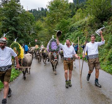 Alpine cattle drive in Söll at the Wilde Kaiser