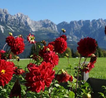 Aussicht Wilder Kaiser