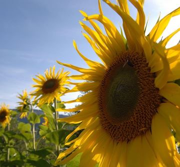 Sonnenblume am Wilden Kaiser