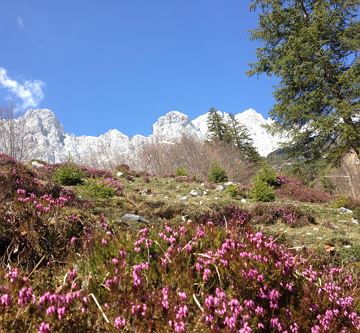 Frühling