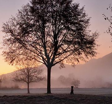 Morgenstimmung Golfplatz