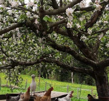 Unsere kleine Hühnerfarm