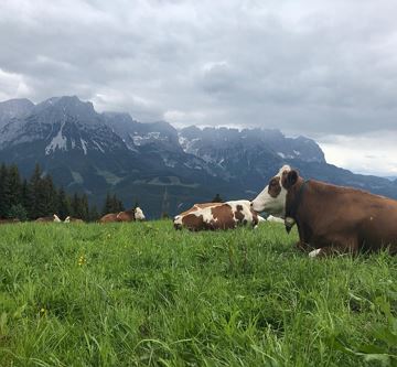 Kühe Jagahütte Schiabfahrt