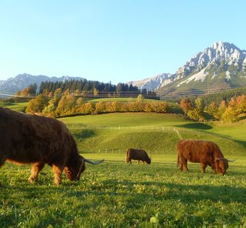 Kühe auf der Weide