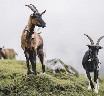 Ziegen auf der Alm