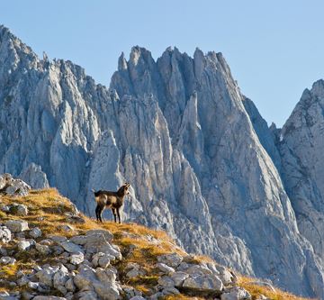 Gämse im Wilden Kaiser