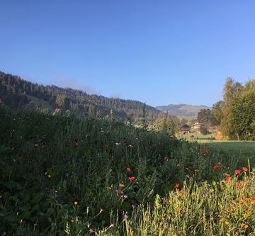 Aussicht