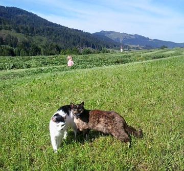 die Katzen