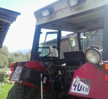 die Katze auf dem Traktor