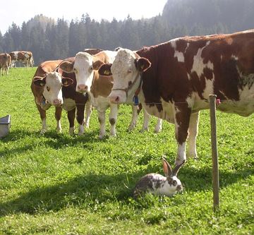 Kühe und Hasen