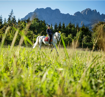 Lipizzaner