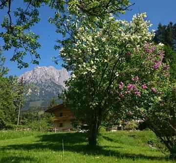 Blick zu Wilden Kaiser