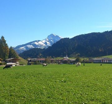 Weide vor dem Haus