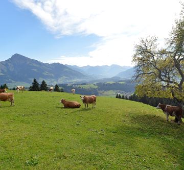 Zimmer-Gauxbauer-Going-Astbergweg-38-Cilli-Brandst