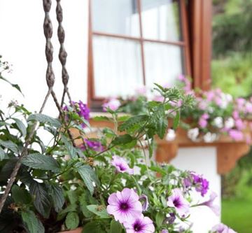 Blumen auf Balkon