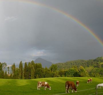 Regenbogenklein