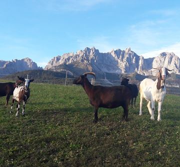 Ziegenzucht Wilder Kaiser