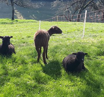 Berta, Flecky und Bibi