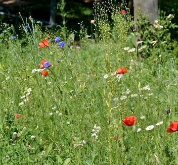 Blumenwiese