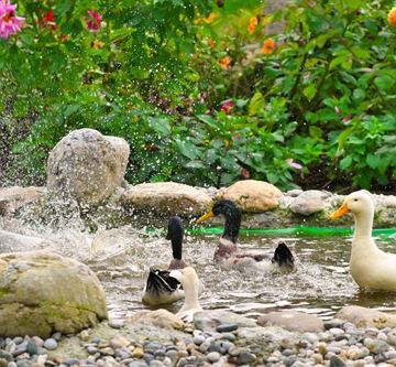 enten im teich