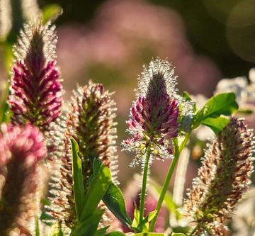 Morgen im Garten