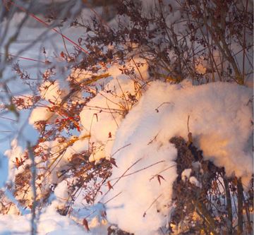 wintersonne