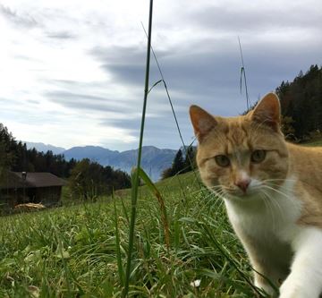 Hagehof_Kater_Findus