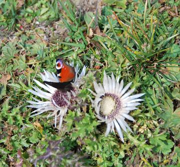 Edeldistel