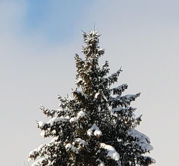 Unsere große Tanne 