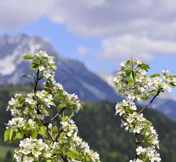 die Obstblüte im Frühling