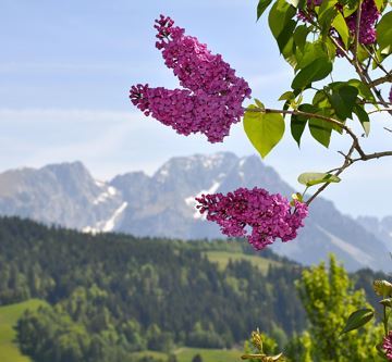 Fliederstrauch und Wilder Kaiser