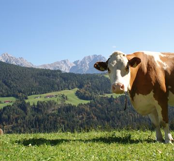 Herbstzeit ist Weidezeit